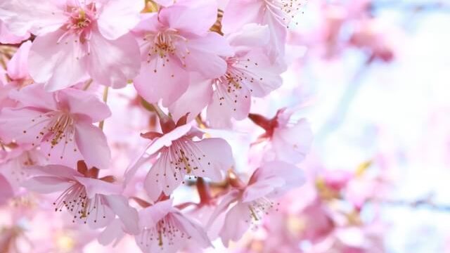 桜の花びらアップ